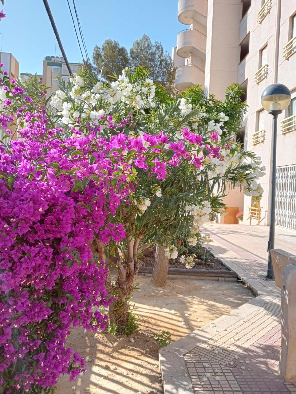 Appartamento Balcon Del Mar Alicante Esterno foto